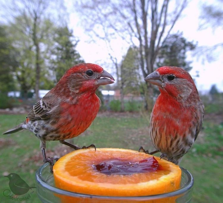 Feeder Cam For Birds In Her BackYard By Ostdrossel