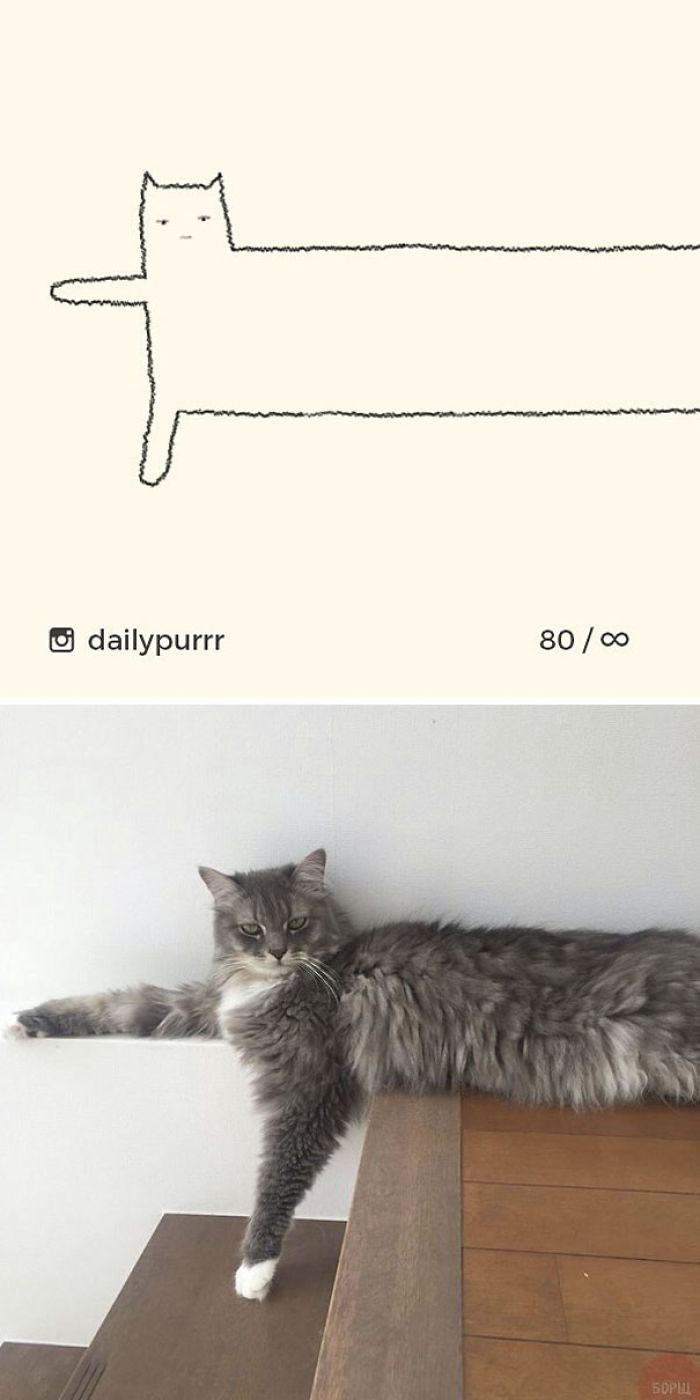 Funny Cat Drawings By Daily Purrr