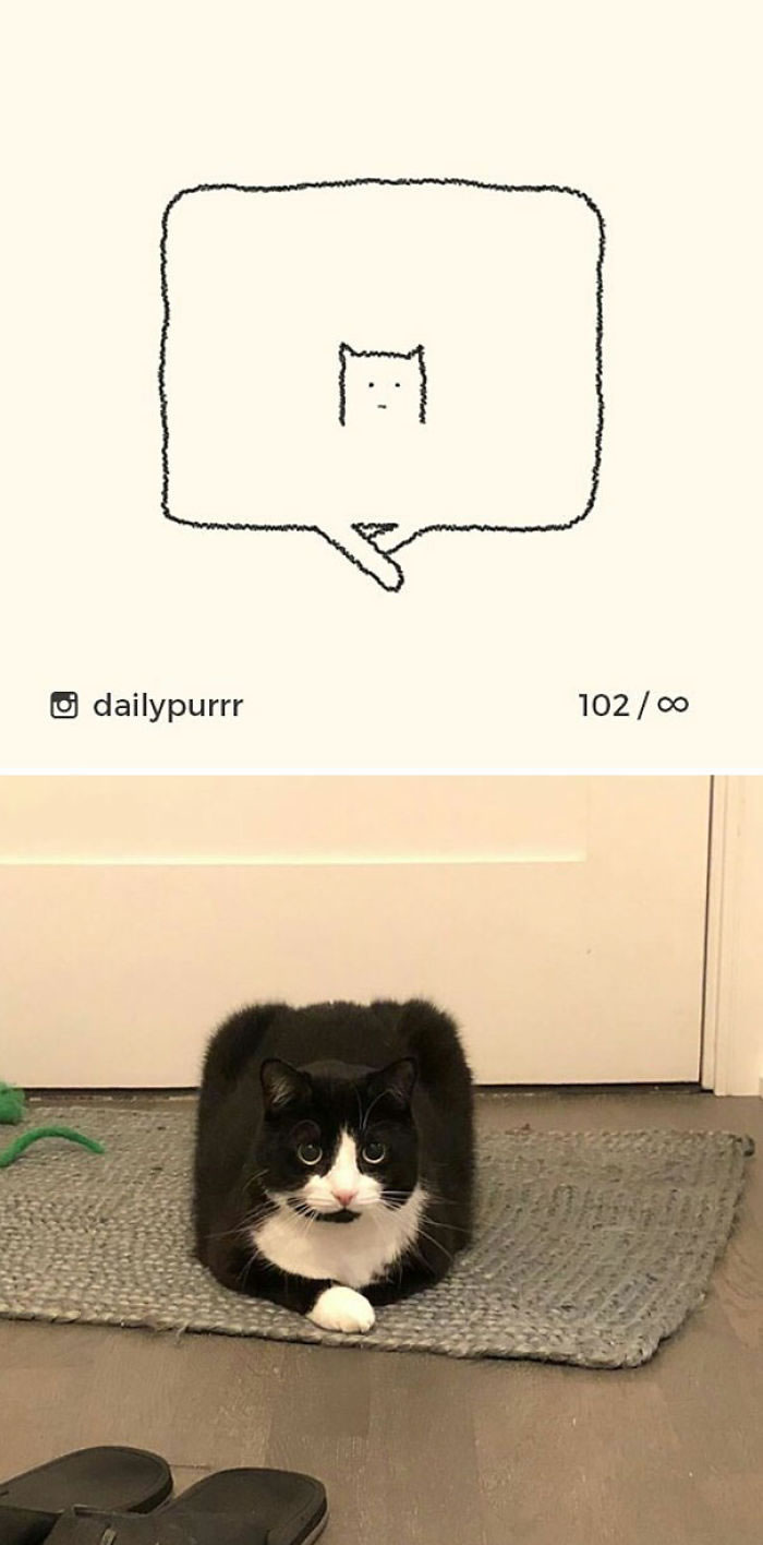 Funny Cat Drawings By Daily Purrr