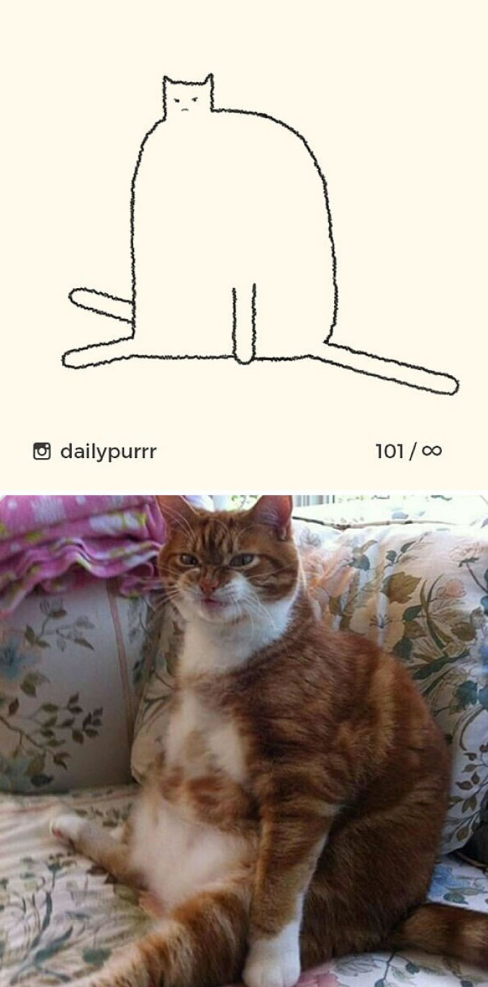 Funny Cat Drawings By Daily Purrr