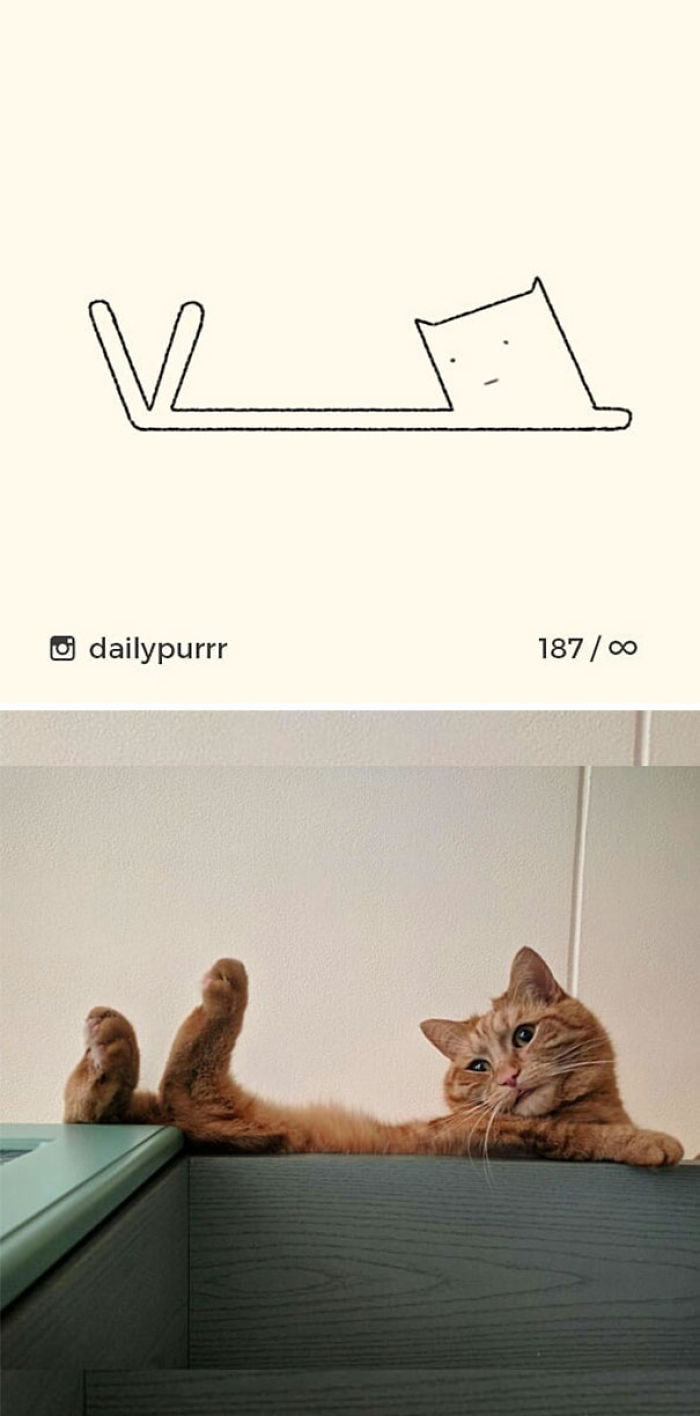 Funny Cat Drawings By Daily Purrr