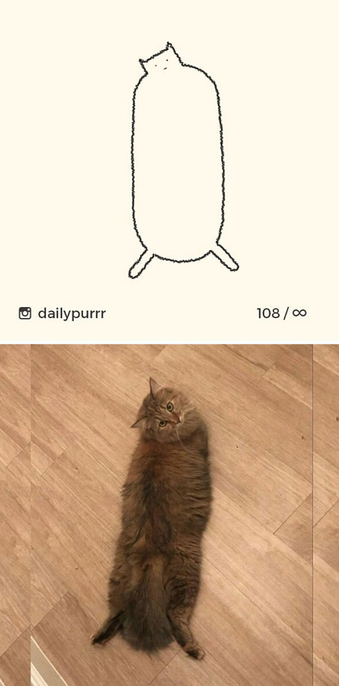 Funny Cat Drawings By Daily Purrr