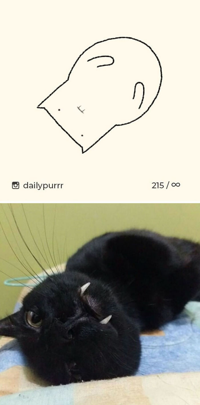 Funny Cat Drawings By Daily Purrr