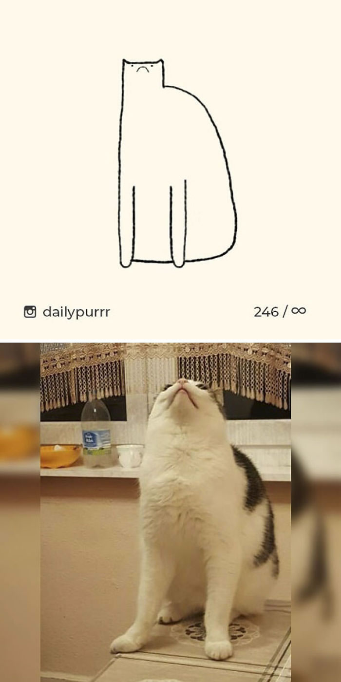 Funny Cat Drawings By Daily Purrr