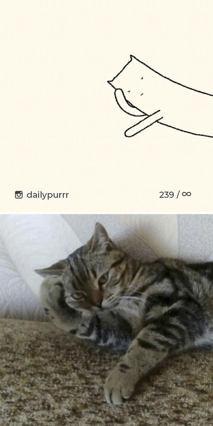 Funny Cat Drawings By Daily Purrr