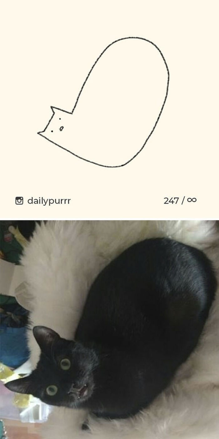 Funny Cat Drawings By Daily Purrr