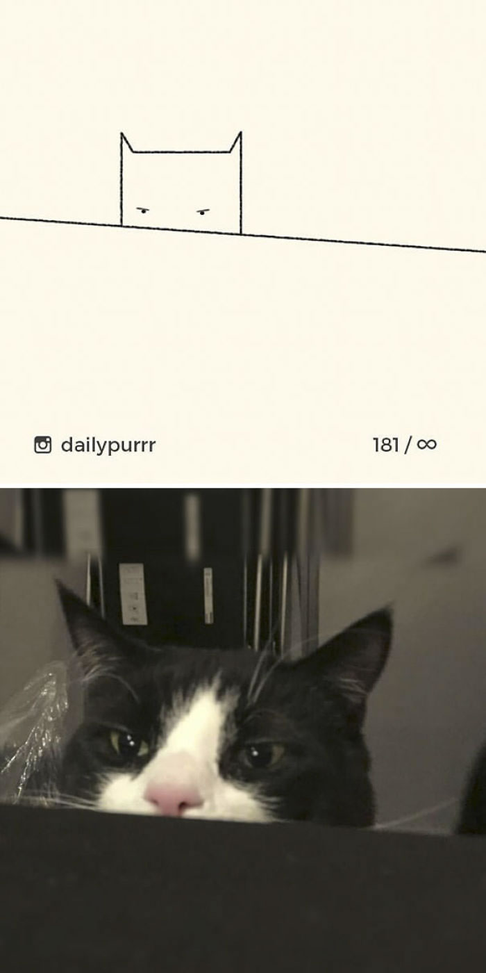 Funny Cat Drawings By Daily Purrr