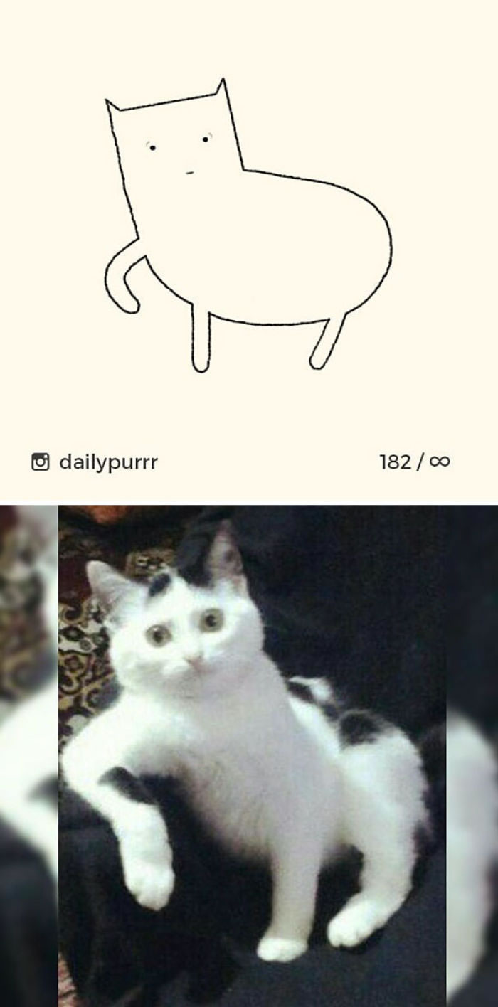 Funny Cat Drawings By Daily Purrr