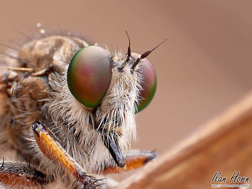 GuruShots Magnificent Macro Photography