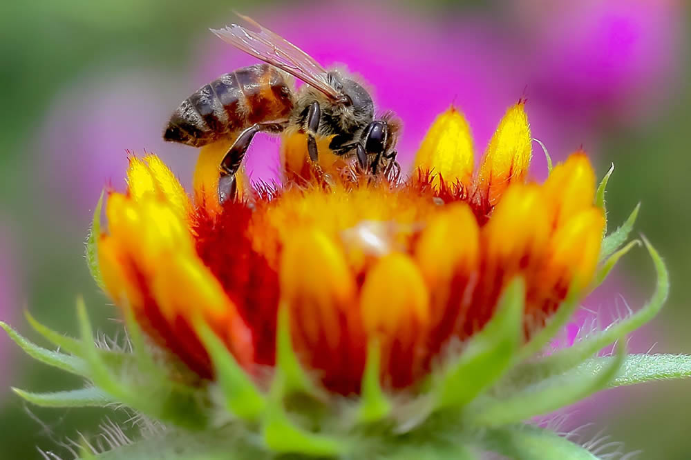 GuruShots Magnificent Macro Photography