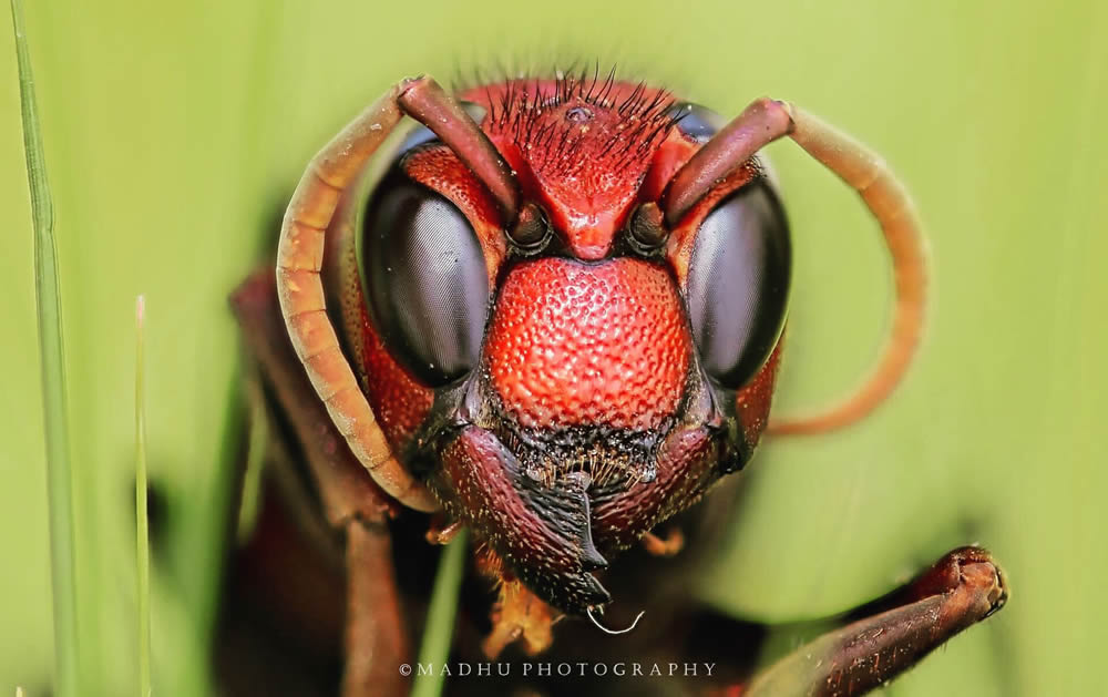 GuruShots Magnificent Macro Photography