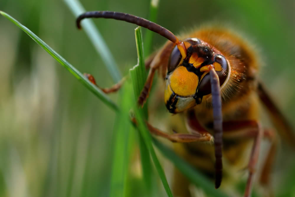 GuruShots Magnificent Macro Photography