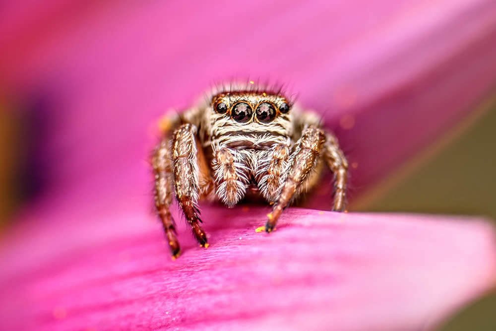 GuruShots Magnificent Macro Photography