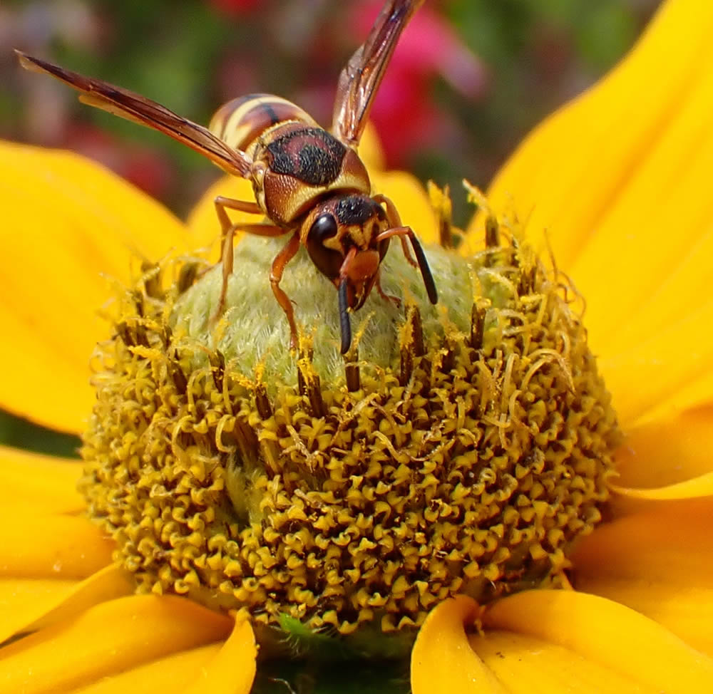 GuruShots Magnificent Macro Photography