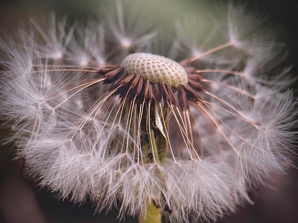 GuruShots Magnificent Macro Photography