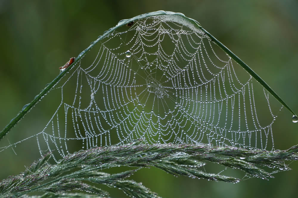 GuruShots Magnificent Macro Photography