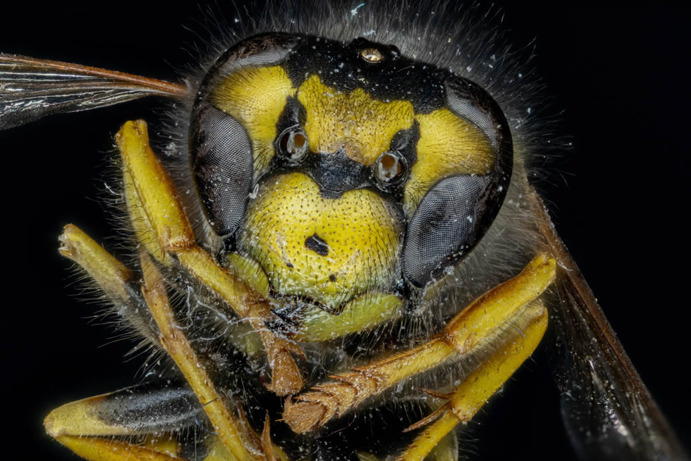 GuruShots Magnificent Macro Photography