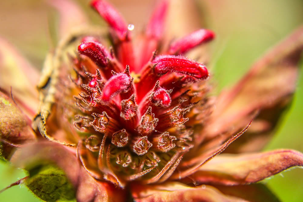 GuruShots Magnificent Macro Photography