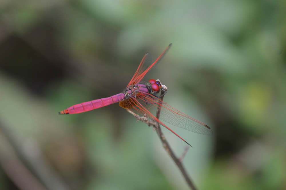 GuruShots Magnificent Macro Photography