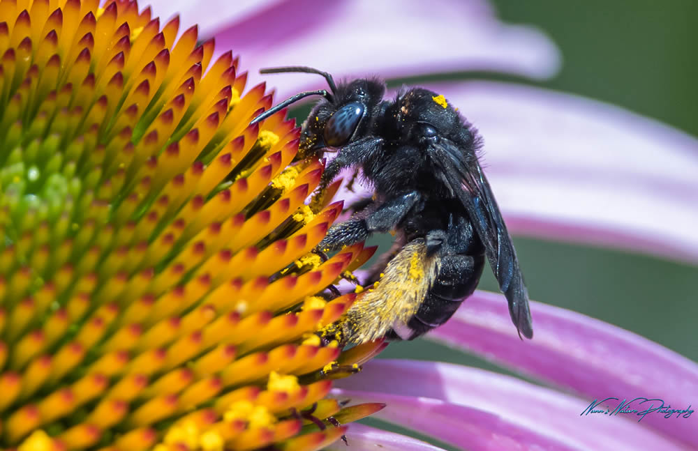 GuruShots Magnificent Macro Photography