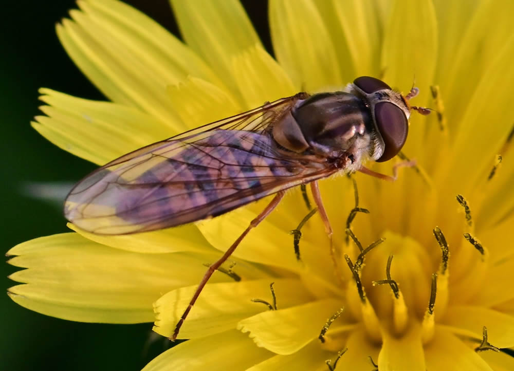 GuruShots Magnificent Macro Photography