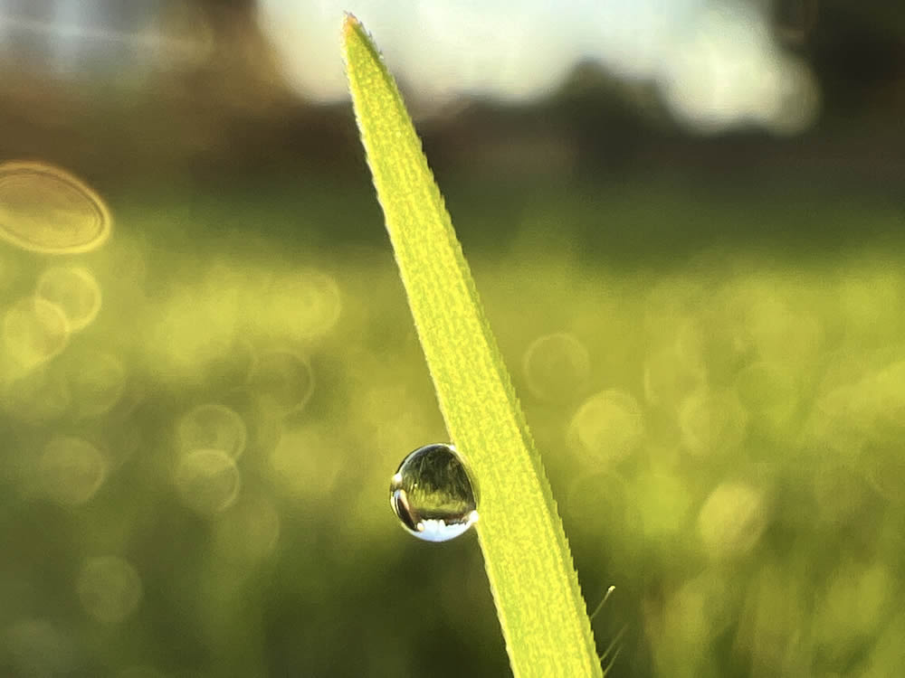 GuruShots Magnificent Macro Photography