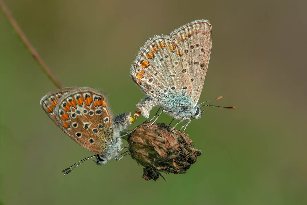 GuruShots Magnificent Macro Photography