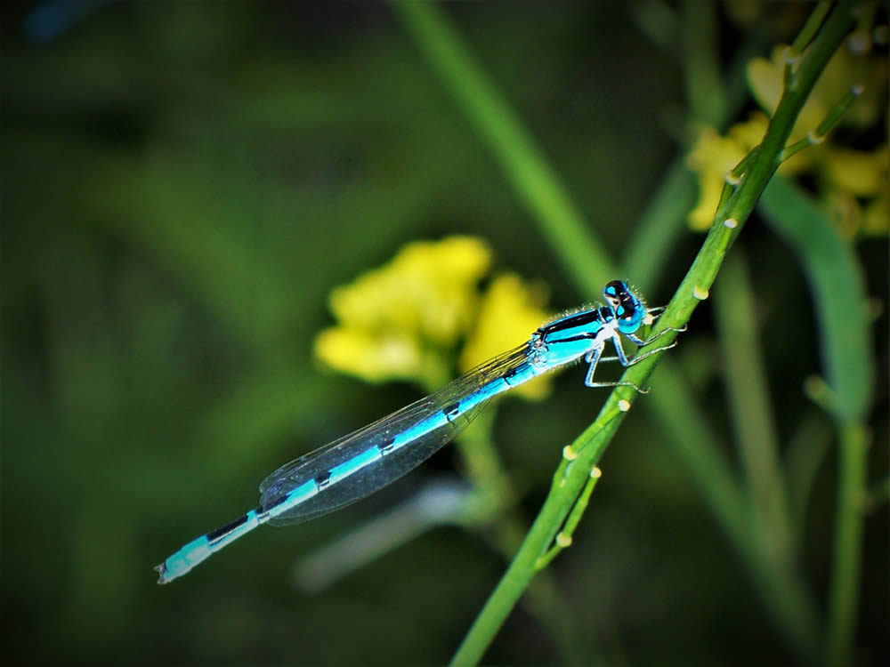 GuruShots Magnificent Macro Photography