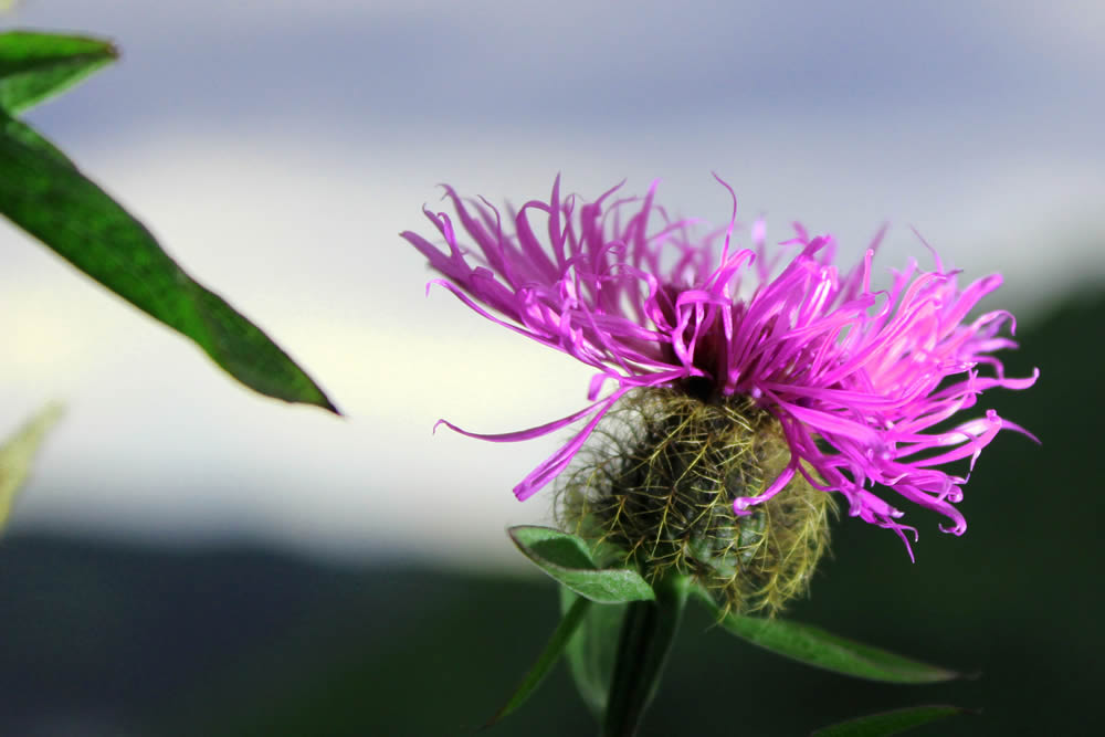 GuruShots Magnificent Macro Photography