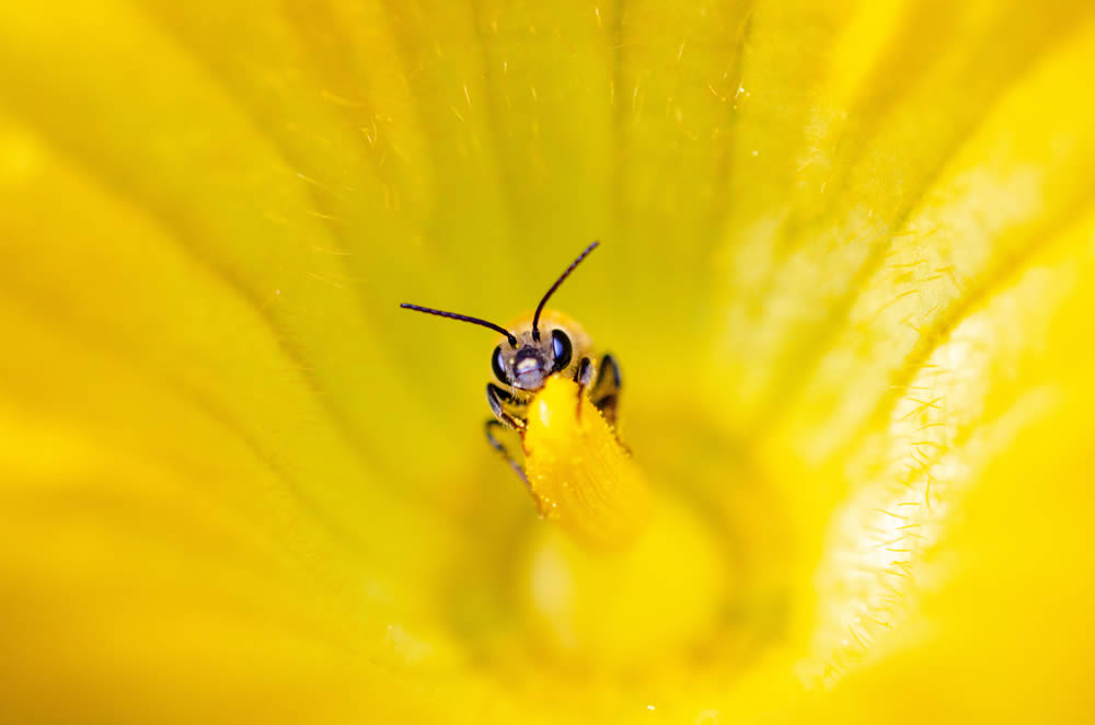 GuruShots Magnificent Macro Photography