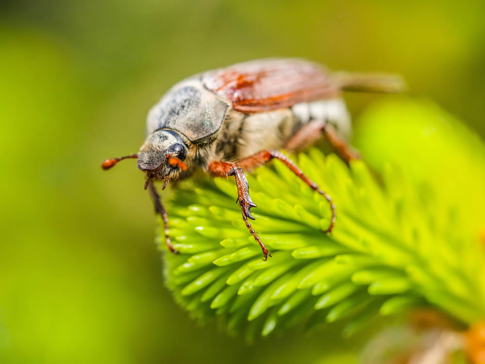 GuruShots Magnificent Macro Photography