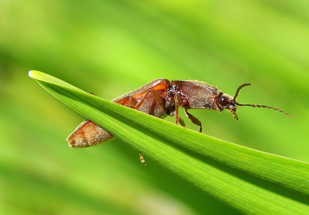 GuruShots Magnificent Macro Photography