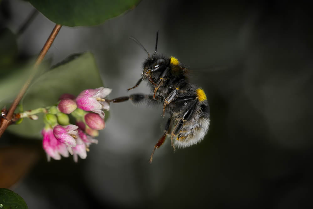 GuruShots Magnificent Macro Photography