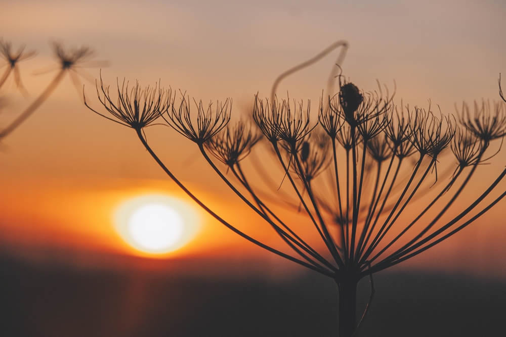 GuruShots Magnificent Macro Photography