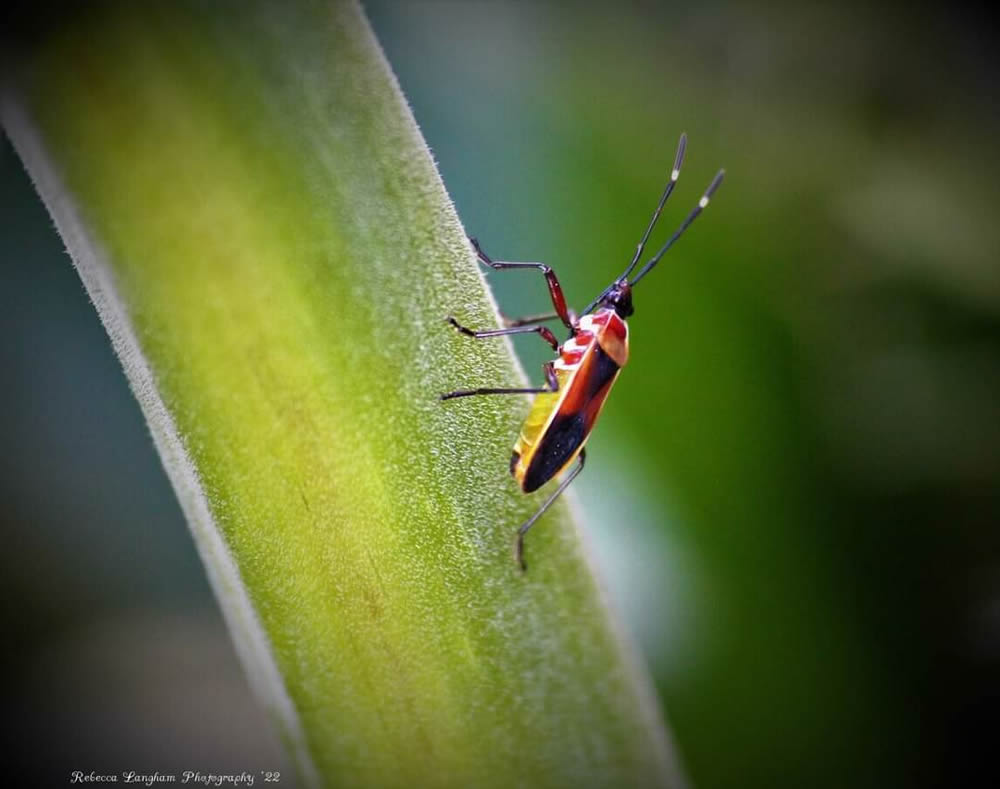 GuruShots Magnificent Macro Photography