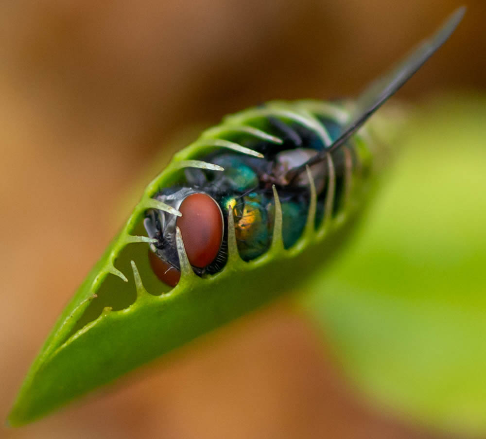 GuruShots Magnificent Macro Photography