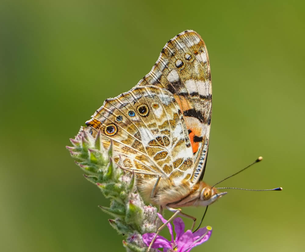 GuruShots Magnificent Macro Photography