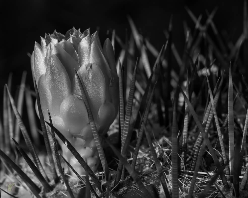 GuruShots Magnificent Macro Photography