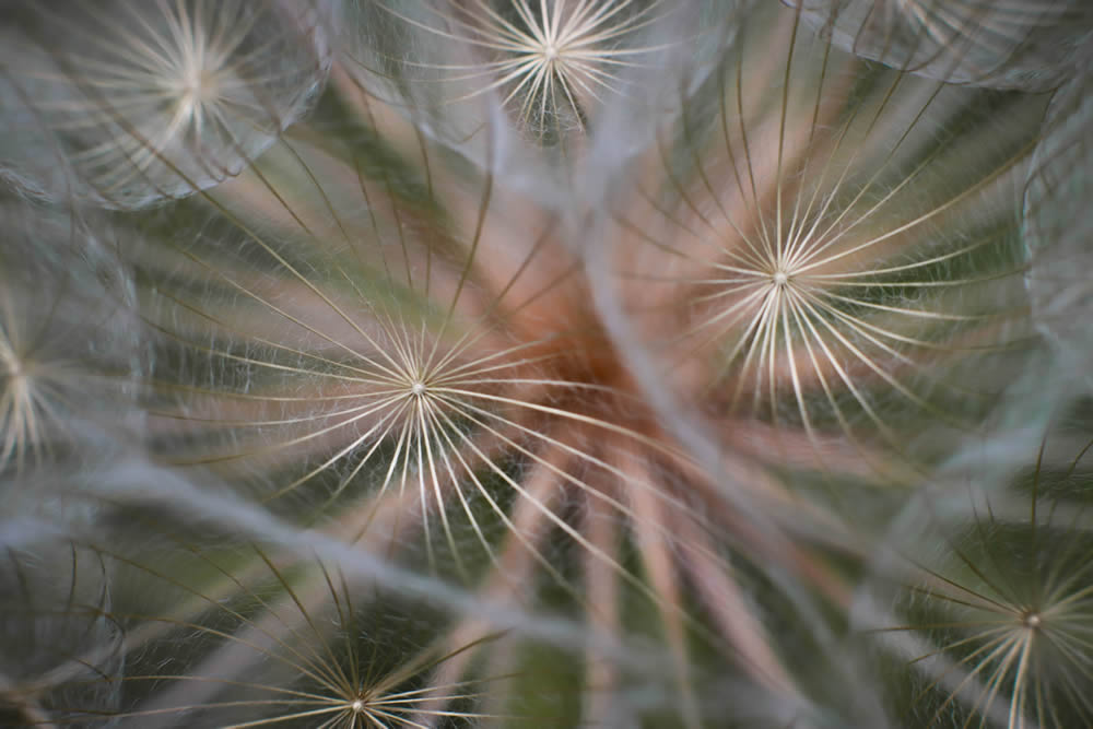 GuruShots Magnificent Macro Photography