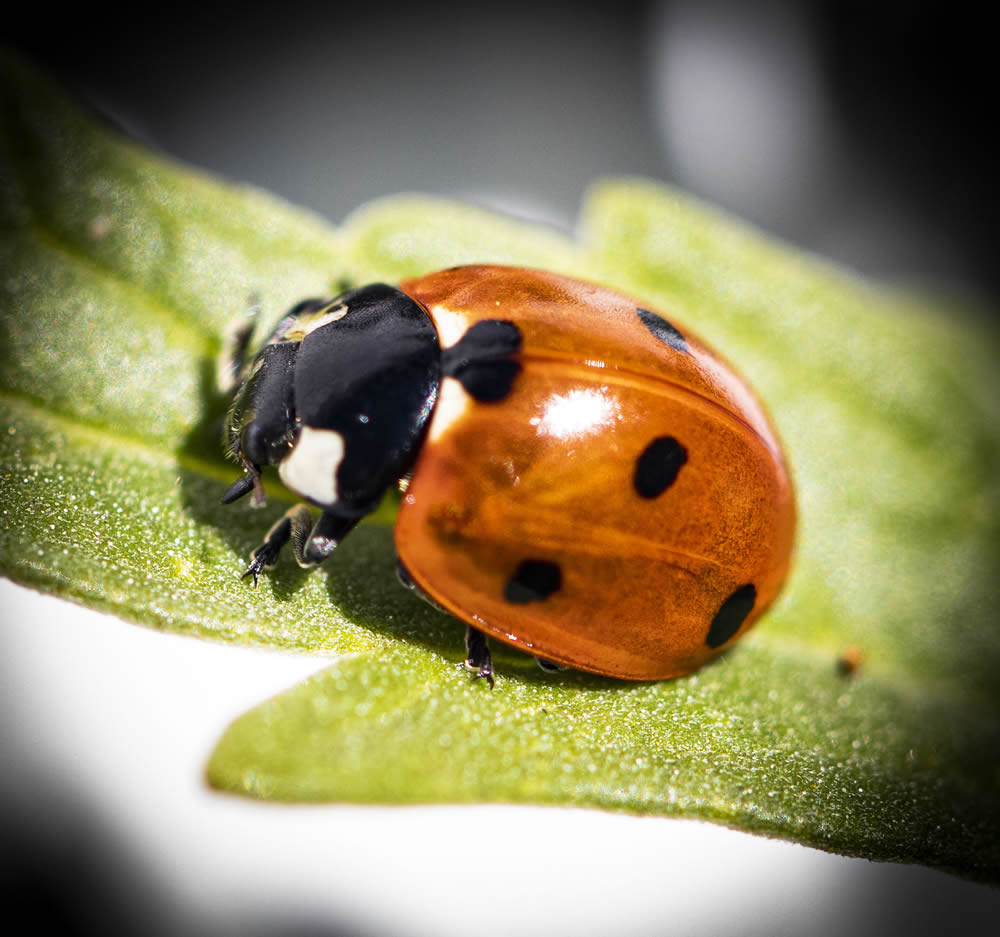 GuruShots Magnificent Macro Photography