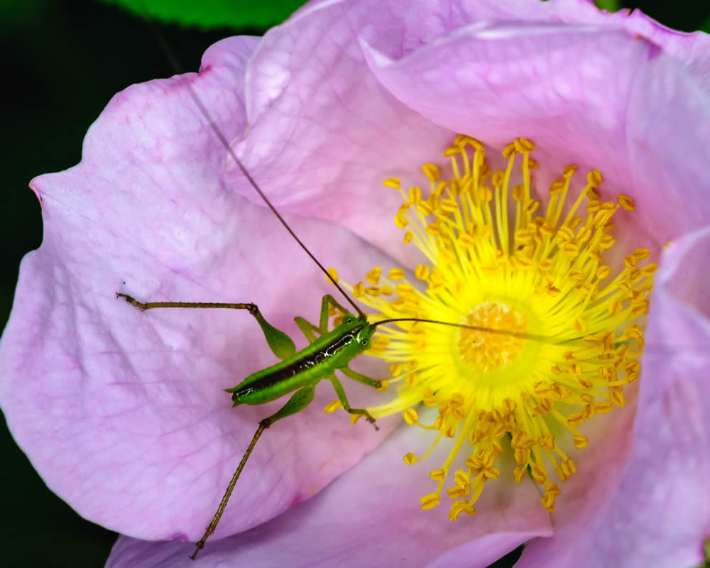 GuruShots Magnificent Macro Photography