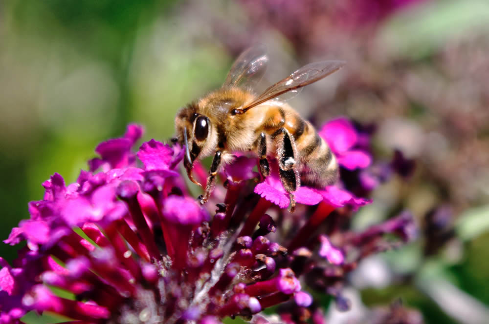 GuruShots Magnificent Macro Photography