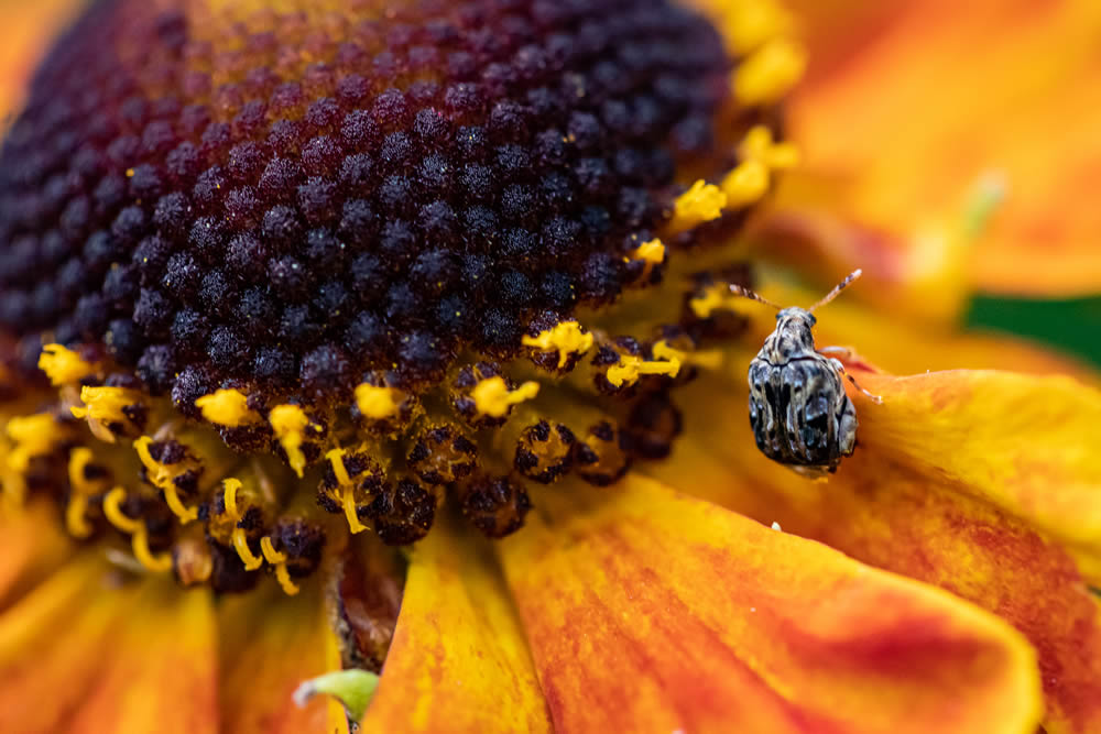 GuruShots Magnificent Macro Photography