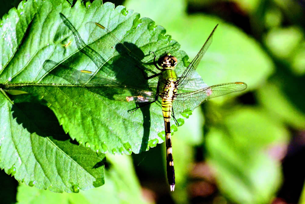 GuruShots Magnificent Macro Photography