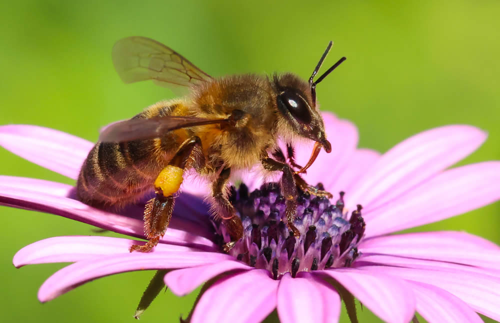 GuruShots Magnificent Macro Photography