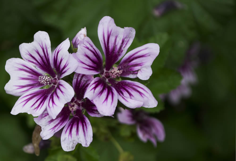 GuruShots Magnificent Macro Photography