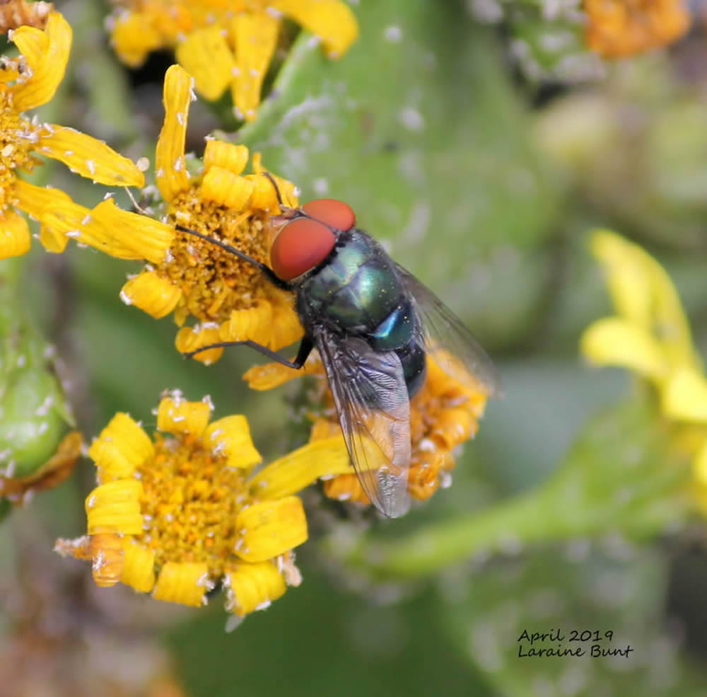 GuruShots Magnificent Macro Photography