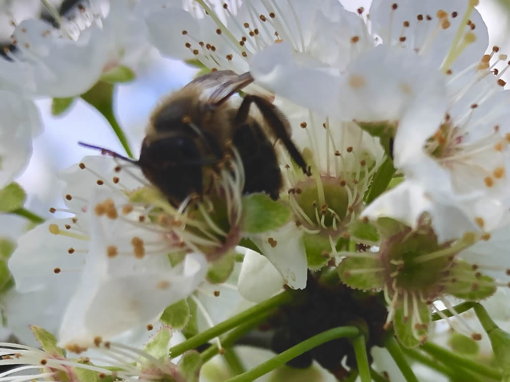 GuruShots Magnificent Macro Photography