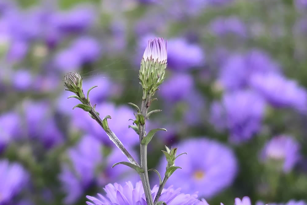 GuruShots Magnificent Macro Photography