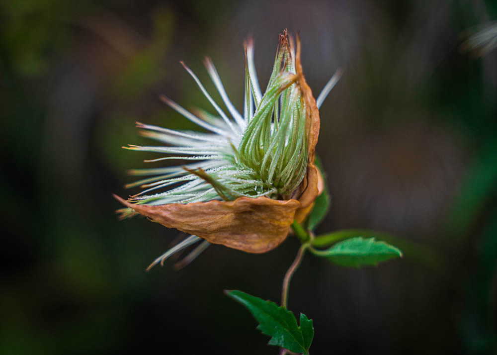 GuruShots Magnificent Macro Photography